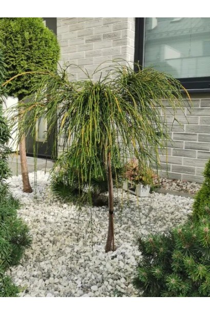 Туя складчаста Віпкорд на штамбі догляд